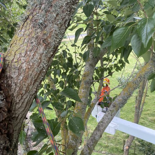 cam_ashfield_IMG_2089