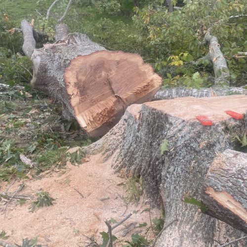 cam_ashfield_IMG_2339